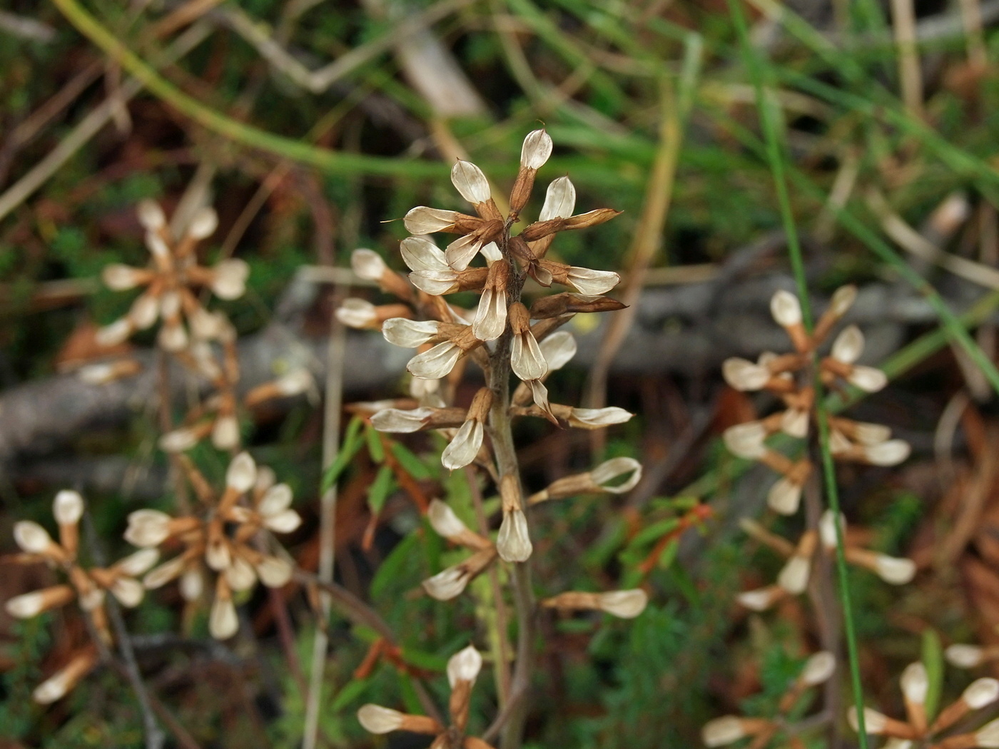 Изображение особи Pedicularis labradorica.