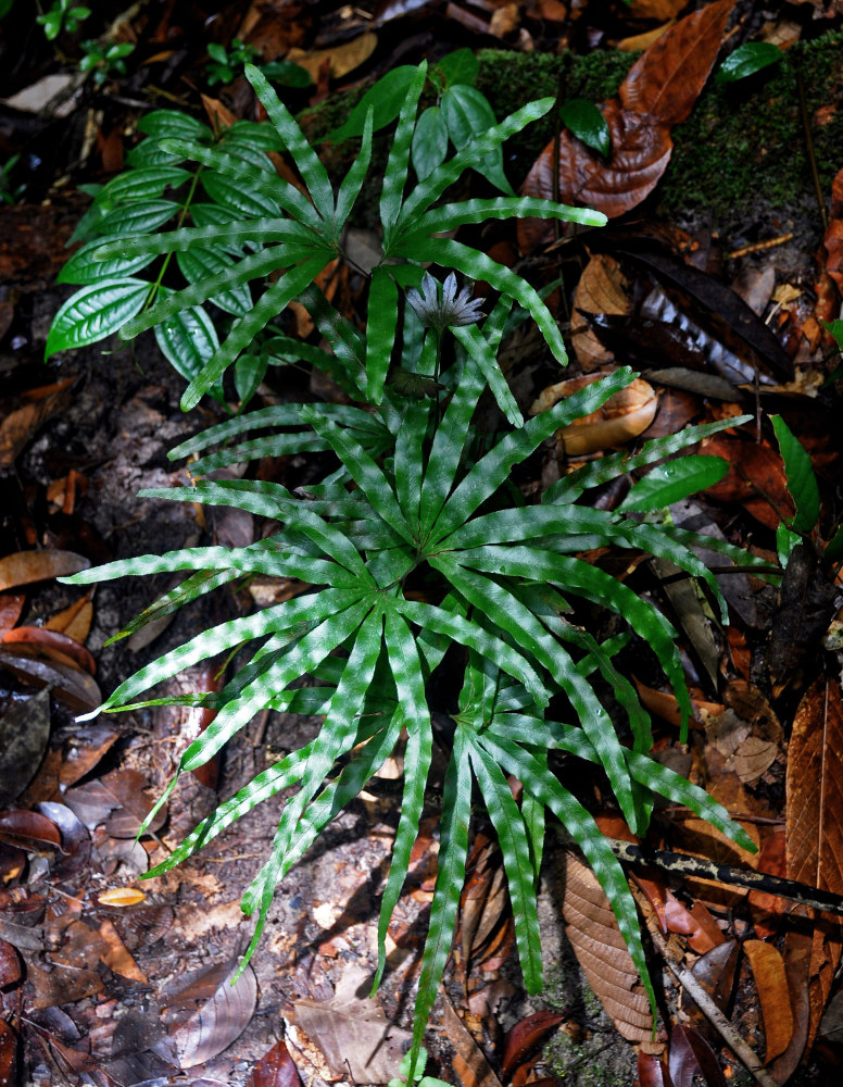Изображение особи Lygodium longifolium.