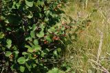 Cotoneaster melanocarpus