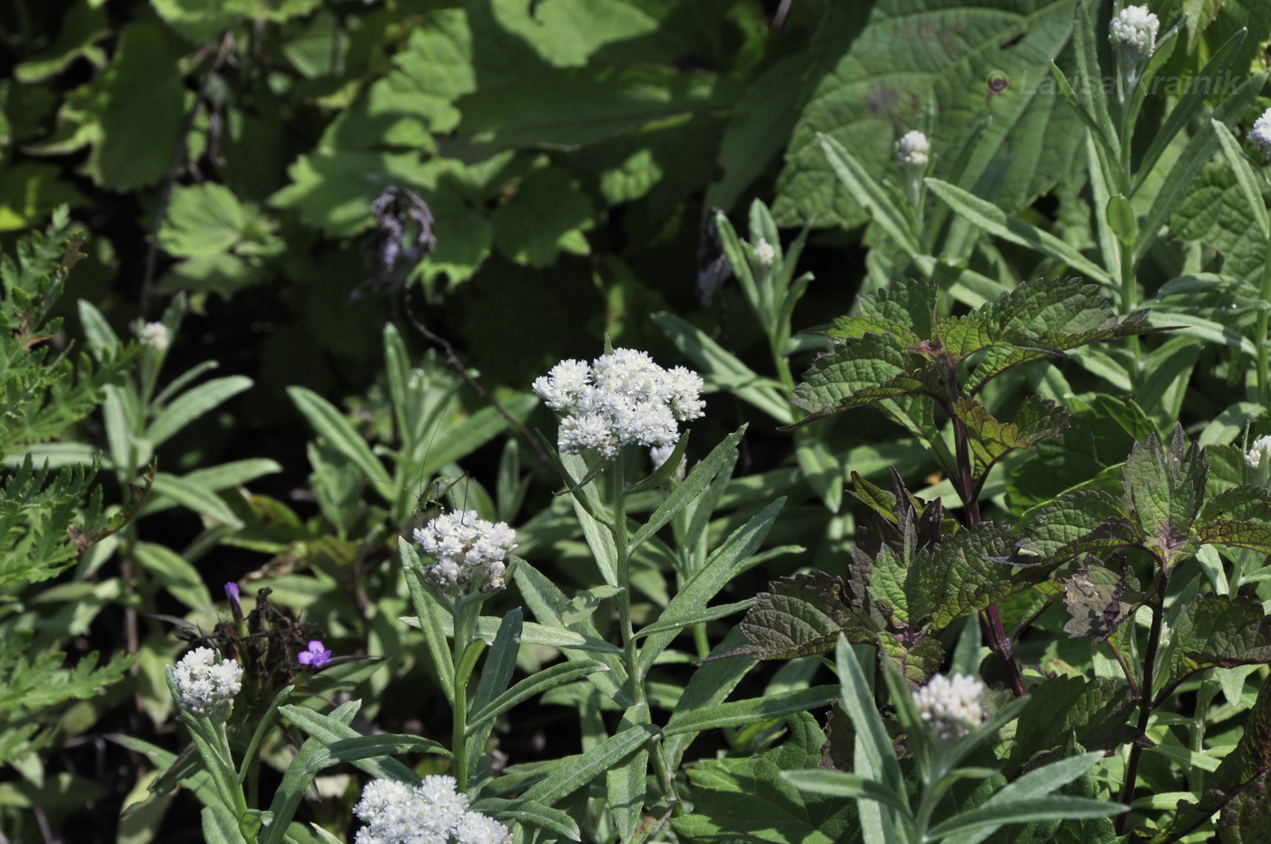 Изображение особи Anaphalis pterocaulon.