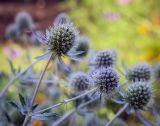 Eryngium planum. Соцветия. Пермский край, г. Пермь, Кировский р-н, клумба у жилого дома. 04.09.2018.