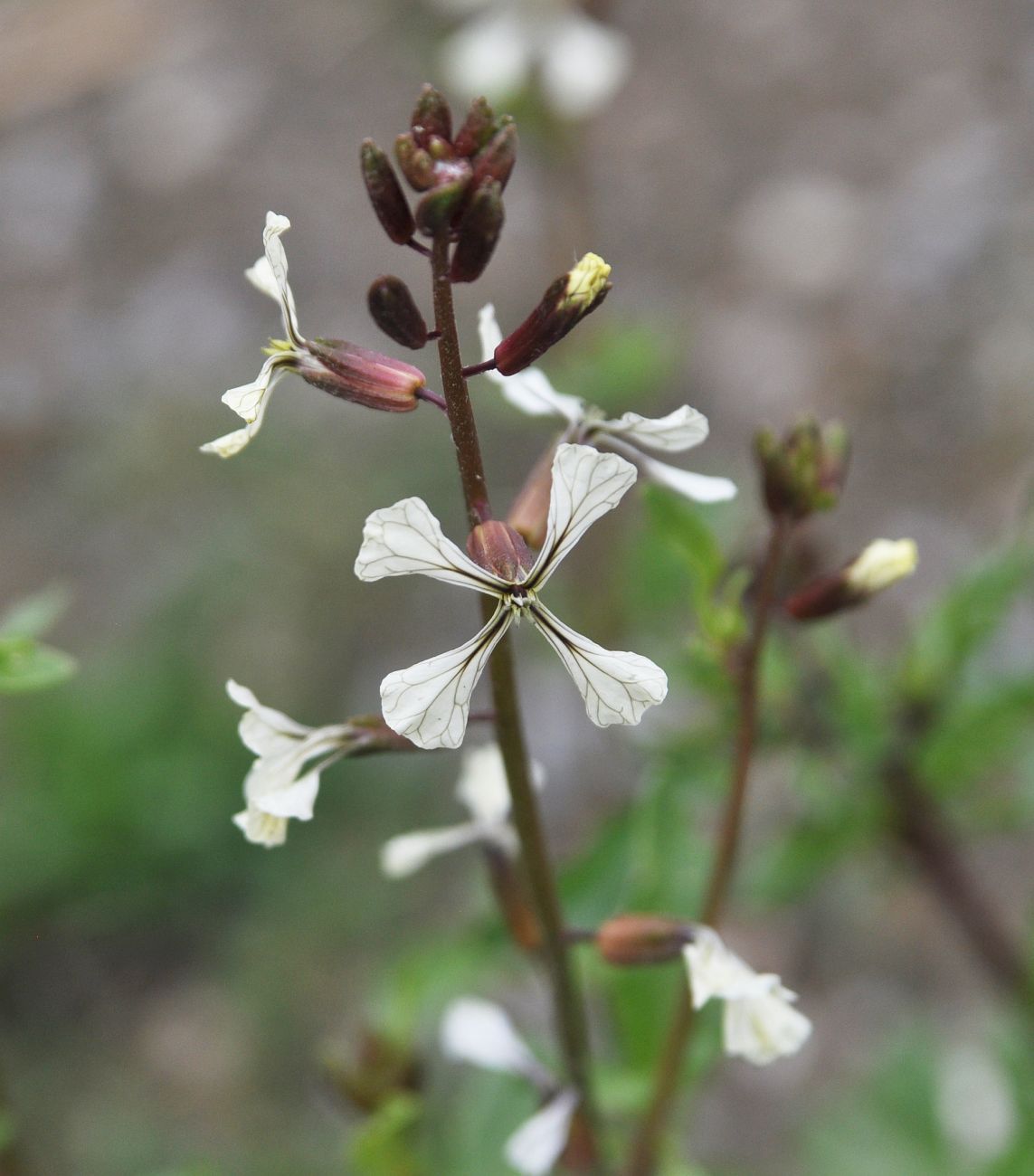 Изображение особи Eruca sativa.