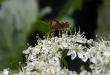 Heracleum stevenii