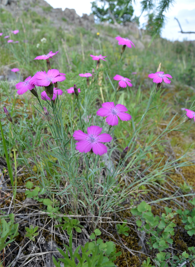 Изображение особи Dianthus versicolor.