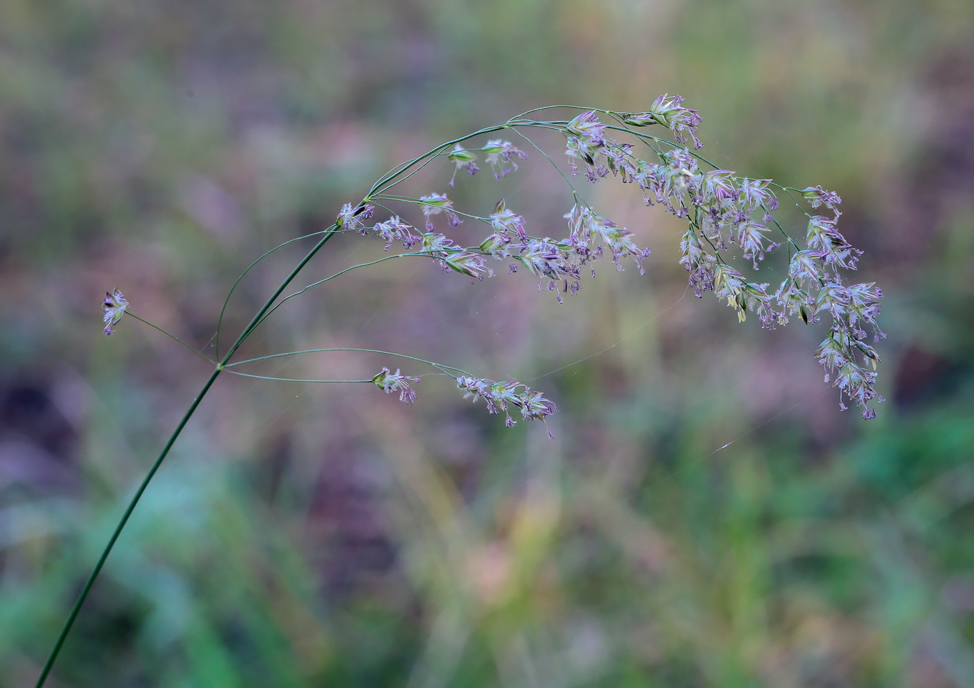 Изображение особи семейство Poaceae.