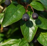 Cotoneaster lucidus