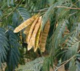 Albizia julibrissin