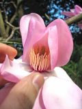 Magnolia campbellii. Цветок с частично отогнутым околоцветником (видны андроцей и гинецей; ‘Charles Rafill’). Великобритания, Шотландия, Эдинбург, Royal Botanic Garden Edinburgh, в культуре. 4 апреля 2008 г.