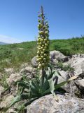 Eremurus lactiflorus. Плодоносящее растение на каменистом склоне. Казахстан, Туркестанская (Южно-Казахстанская) обл., Сырдарья-Туркестанский государственный региональный природный парк, Боралдайский филиал, басс. р. Аяк-Сунгу. 18.05.2018.