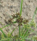 Cyperus fuscus