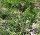 Pulsatilla turczaninovii. Растение с созревающим плодом. Приморский край, Ханкайский р-н, окр. с. Комиссарово, останец в долине р. Комиссаровка, в яме на вершине холма, среди щебня. 28.05.2022.