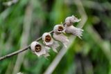 Hyoscyamus niger. Прошлогоднее сухое соплодие. Самарская обл., Ставропольский р-н, окр. с. Ширяево, гора Попова, луговой склон. 02.05.2021.