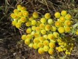 Helichrysum maracandicum