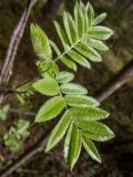 Sorbus aucuparia. Молодые листья. Тверская обл., Кимрский р-н, смешанный лес с преобладанием ели и берёзы. 14.05.2022.