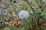 Echinops sphaerocephalus. Соцветие с мухой. Республика Ингушетия, Джейрахский р-н, окр. альплагеря \"Кязи\", выс. ок. 1980 м н.у.м., обочина дороги. 23 июня 2022 г.