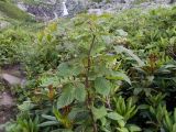 Rubus idaeus