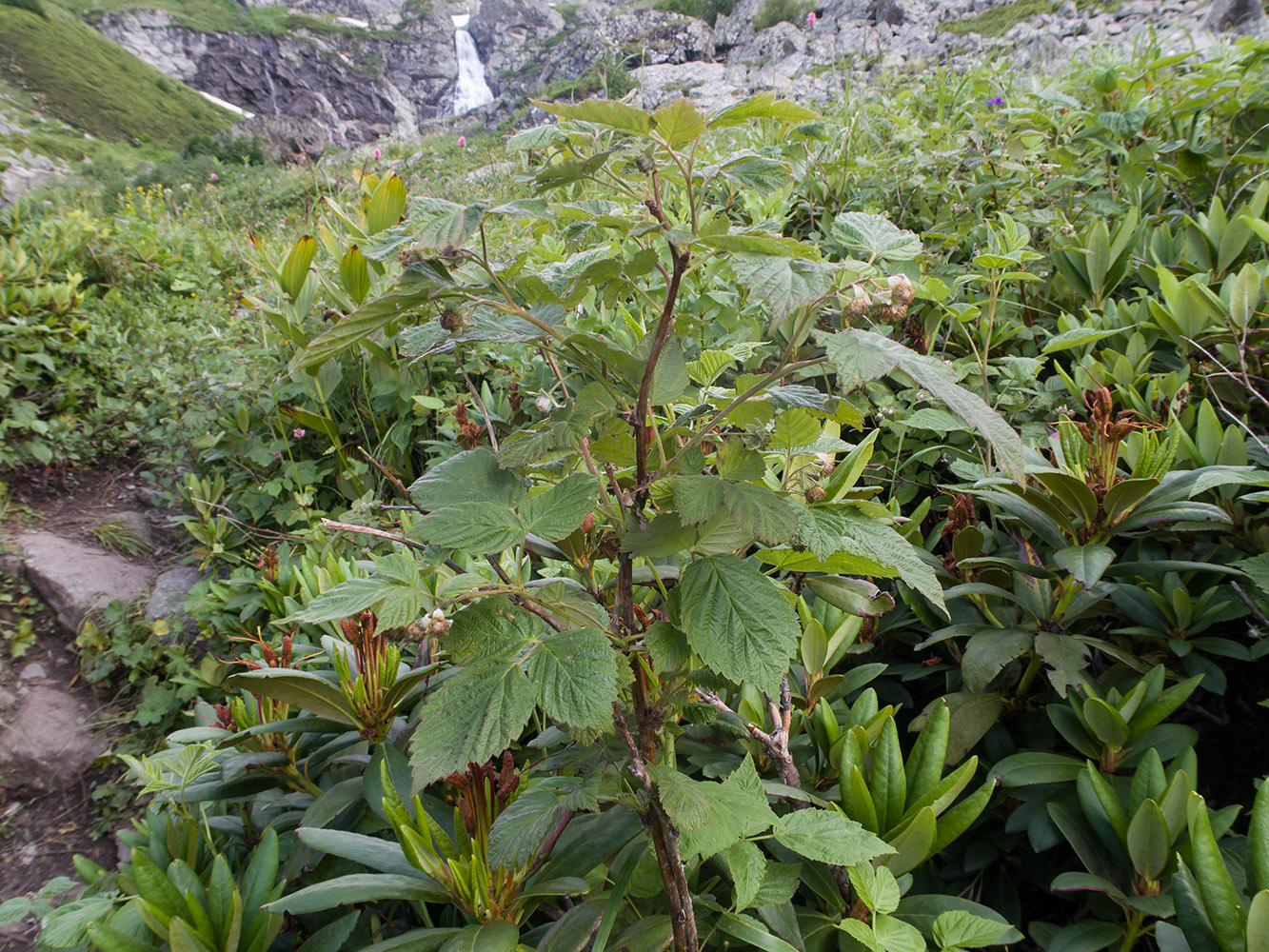 Изображение особи Rubus idaeus.