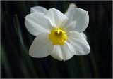 genus Narcissus