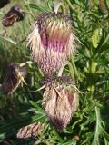 Cirsium pendulum. Отцветающие соцветия. Хабаровский край, окр. г. Комсомольск-на-Амуре, зарастающий пустырь. 06.09.2023.