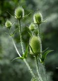 Dipsacus laciniatus. Верхушки побегов с соцветиями на стадии бутонизации. Чечня, Веденский р-н, долина р. Ахкичу, опушка широколиственного леса. 26.07.2022.