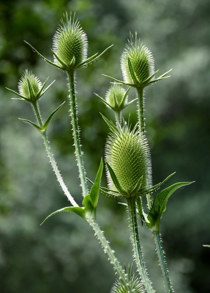 Изображение особи Dipsacus laciniatus.