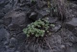 Alchemilla sericata