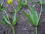 Ranunculus monophyllus