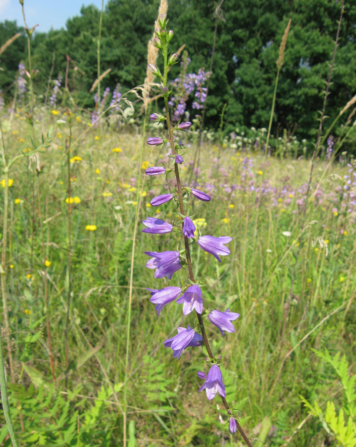 Изображение особи Campanula bononiensis.