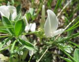 Astragalus scaberrimus. Цветок и часть листа. Читинская обл., Ононский р-н, оз. Зун-Торей, кордон Тэли. 22.07.2011.