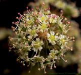 Cicuta virosa. Часть соцветия. Московская обл., Ульяновский лесопарк. 03.07.2011.