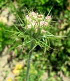 Daucus carota