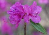 Rhododendron dauricum. Соцветие. Иркутск, сосновый лес близ бывш. военного госпиталя (ул. Карпинская). 19.05.2013.