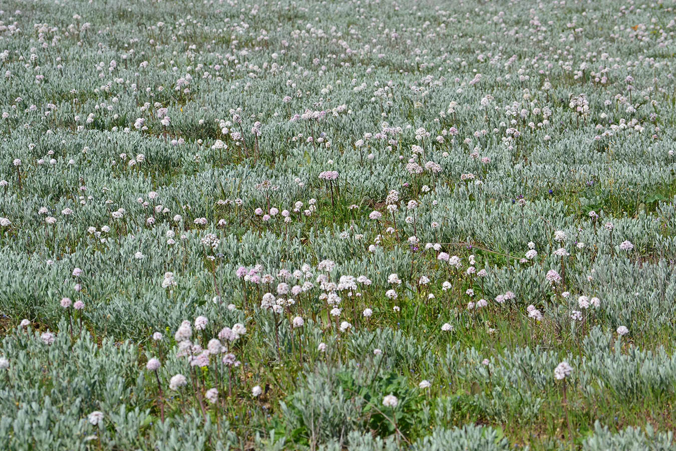 Изображение особи Valeriana tuberosa.