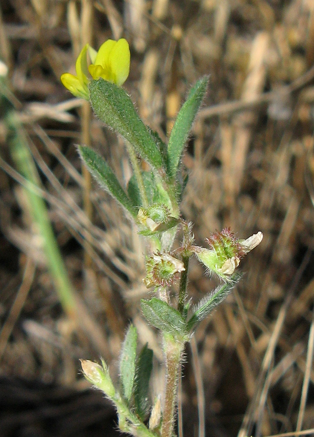 Изображение особи Medicago minima.