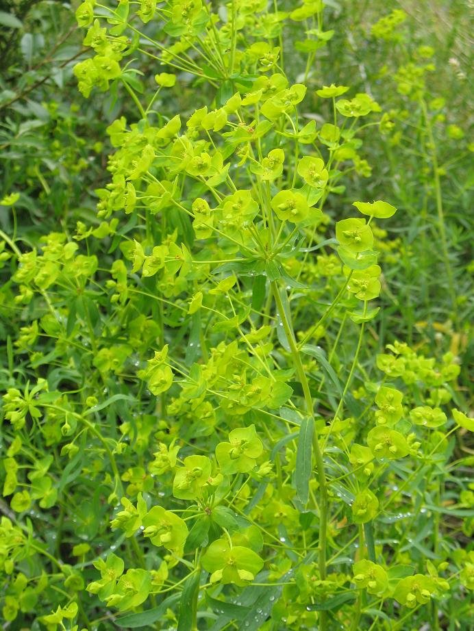 Изображение особи Euphorbia jaxartica.