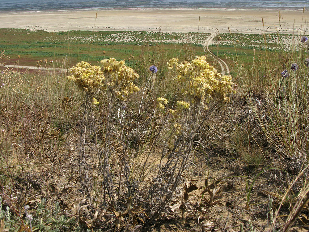 Изображение особи Helichrysum arenarium.