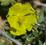 Helianthemum ventosum