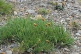 Calamagrostis anthoxanthoides