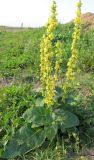 Verbascum nigrum