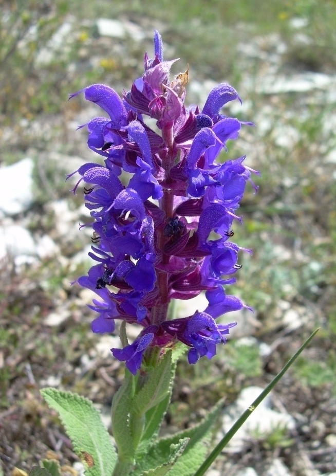 Image of Salvia tesquicola specimen.