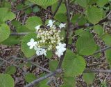 Viburnum furcatum