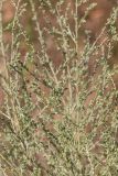 Artemisia marschalliana