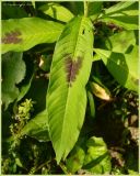 Persicaria maculosa. Лист. Чувашия, окрестности г. Шумерля, берег р. Сура, ниже устья р. Шумерлинка. 6 августа 2009 г.