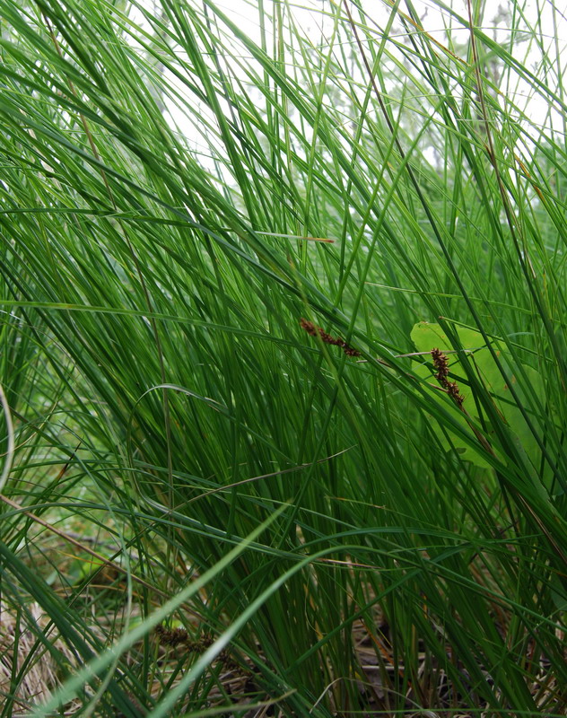 Image of Carex appropinquata specimen.