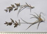 Eragrostis minor