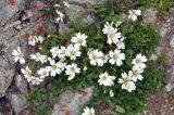 Cerastium polymorphum