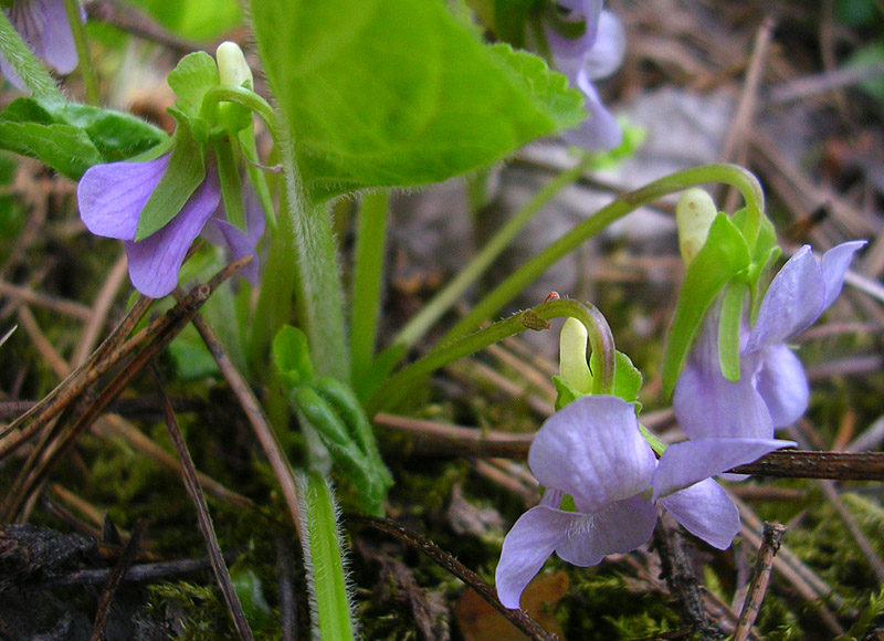 Изображение особи Viola mirabilis.