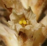 Orobanche centaurina