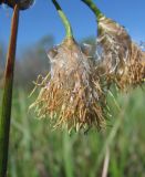 Eriophorum angustifolium