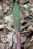 Polygonatum glaberrimum